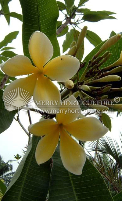 Plumeria yellow flower